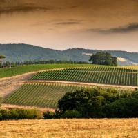 Monterosola, award-winning wines from ancient land